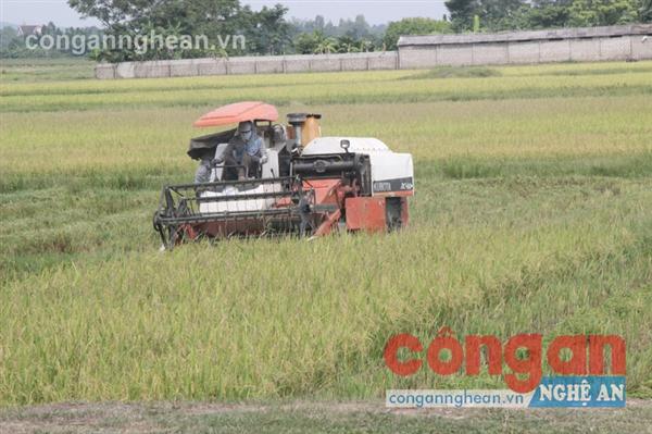 Bảo hiểm nông nghiệp: Hay, nhưng cần hướng dẫn cụ thể