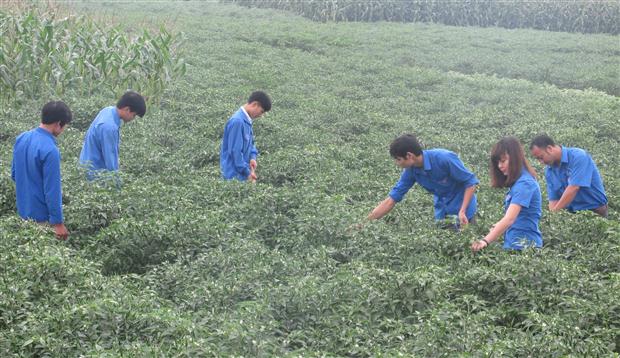 Phát huy sức trẻ trong xây dựng kinh tế, đảm bảo Quốc phòng - An ninh