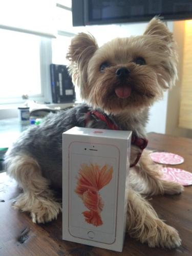 Hình ảnh chú cún cùng hộp đựng iPhone 6s vàng hồng