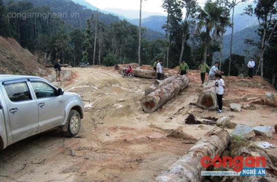 Có hay không việc tiêu cực trong khi tận thu gỗ ở huyện Quế Phong?