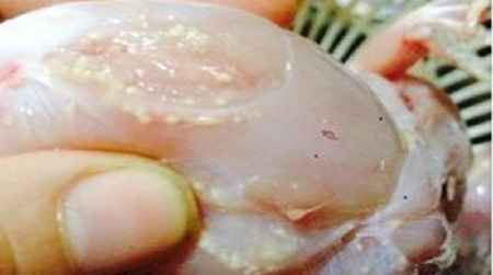 Cẩn trọng với thịt ếch chứa nhiều sán