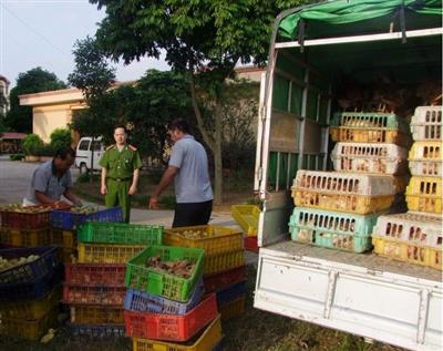 Vận chuyển gia cầm không có giấy tờ