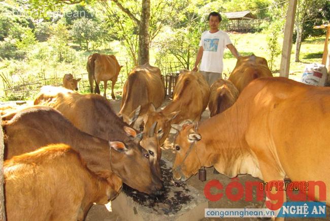 Bí thư chi bộ làm kinh tế giỏi