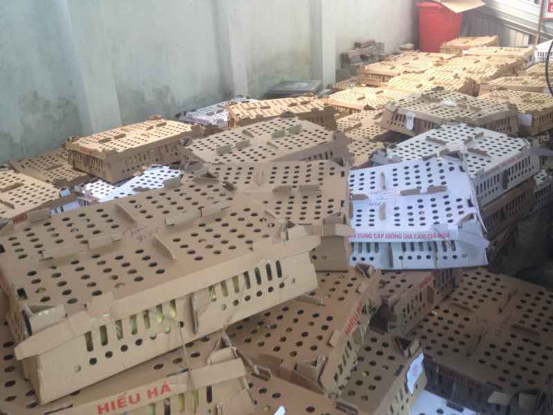 Số gia cầm không có nguồn gốc rõ ràng