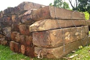 Tuần tra đêm, phát hiện 32 khúc gỗ vô chủ