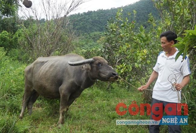 Người dân hoang mang vì trâu, bò bị chém