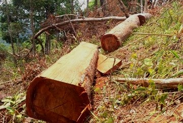 Vận chuyển gỗ lậu bị phát hiện