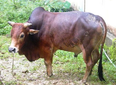 Một ngày, bắt 2 vụ trộm gia súc