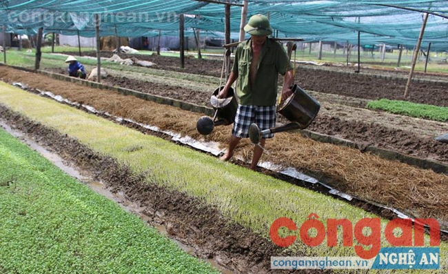 Phát triển quy hoạch vùng chuyên canh rau màu