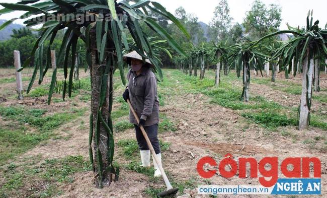 Toàn tỉnh có gần 400 trang trại quy mô lớn