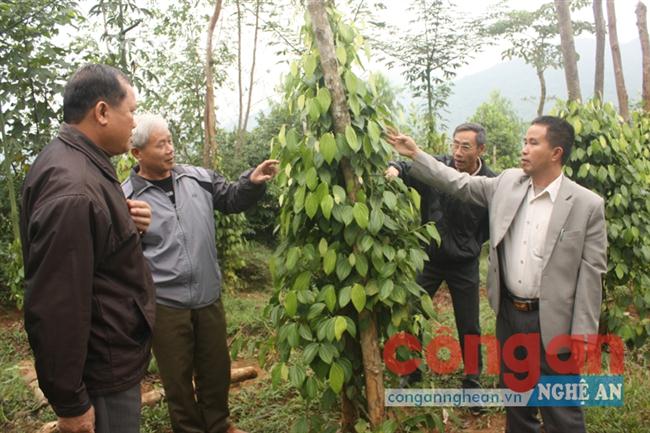 Làm giàu trên phố núi