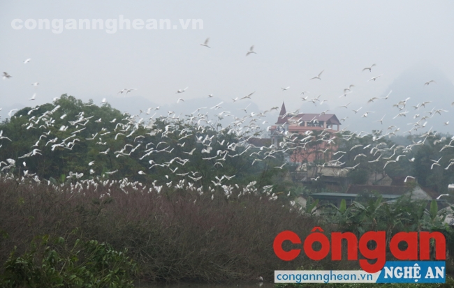 Chốn bình yên cho những cánh cò