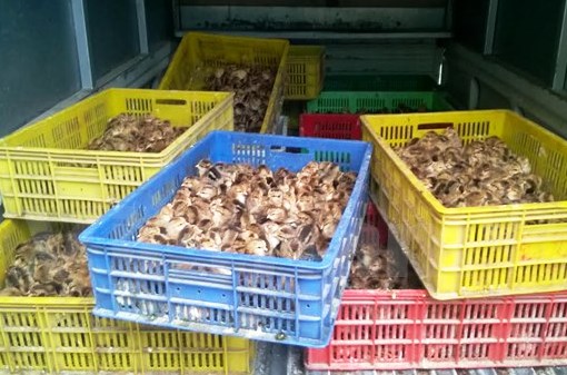 Thu giữ 2.958 gà con không có giấy tờ