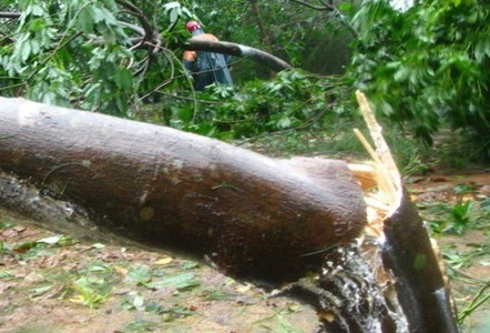 Chặt gỗ làm nhà, bị đè chết