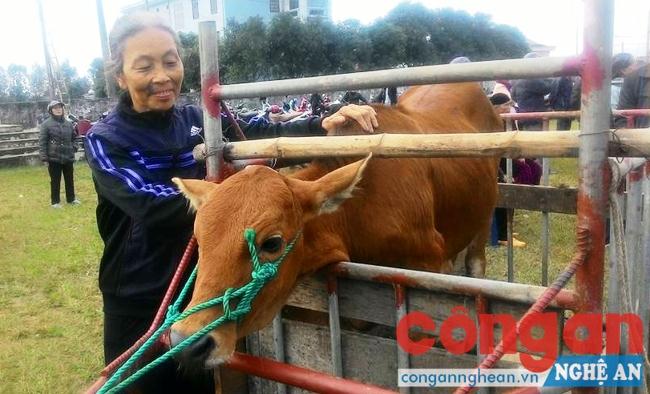 Trao 50 con bò giống cho hội viên Hội cựu TNXP Nghi Lộc