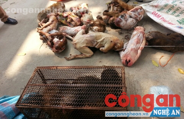 'Nóng' tình trạng buôn bán động vật quý hiếm
