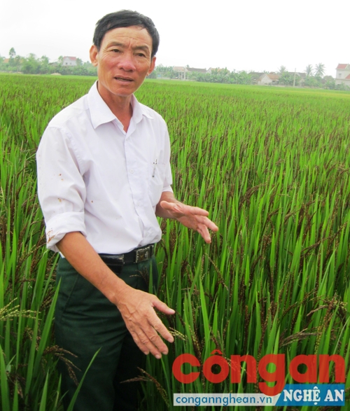 Lão nông 'luyện' cao từ cây lúa thảo dược