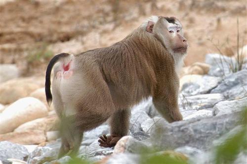 Trọng thương vì bị khỉ tấn công