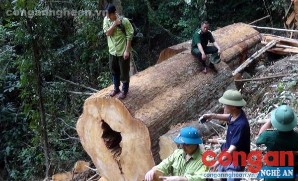 'Máu rừng' vẫn chảy