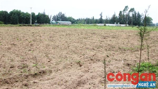 Cần có giải pháp để vực dậy Đồng Gành