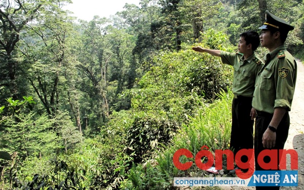  Cần tăng cường công tác quản lý để phòng  chống cháy rừng