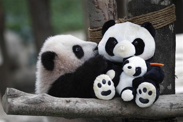 Một chú gấu trúc con 6 tháng tuổi, chơi đùa với một chú gấu trúc nhồi bông khác của Trung tâm bảo tồn gấu trúc khổng lồ tại Vườn thú quốc gia ở Kuala Lumpur, Malaysia, 18/02/2016.