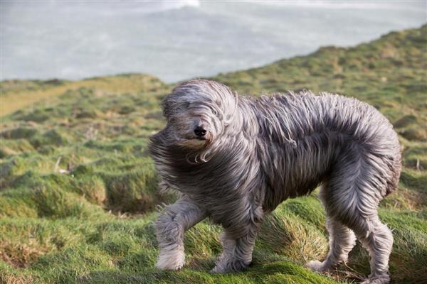 Bruno, một chú cho cô-li lai, bước đi dưới những cơn gió mạnh ở Newquay, Cornwall, Anh, 08/02/2016.