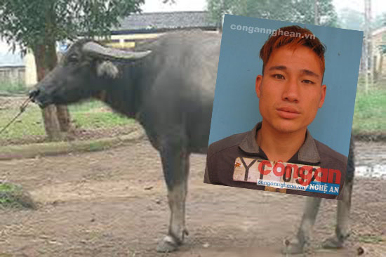 Trộm trâu hàng xóm