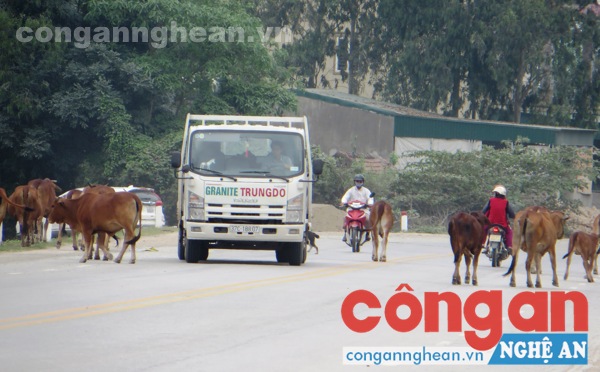 Đàn bò lang thang trên QL46B