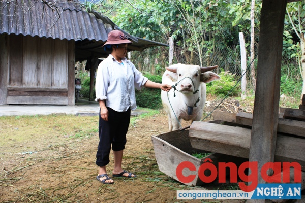 Nhiều hộ mới thoát nghèo được vay vốn để sản xuất, từng bước ổn định cuộc sống