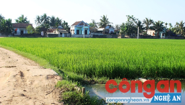 Thiếu kinh phí xử lý các điểm tồn lưu thuốc bảo vệ thực vật