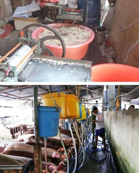 Những hành vi chế biến thịt heo bệnh, sử dụng chất cấm trong chăn nuôi, tiêm thuốc an thần vào heo… đều phải được coi là tội ác cần có biện pháp xử lý nghiêm minh trong thời gian tới khi Bộ luật Hình sự sửa đổi có hiệu lực.