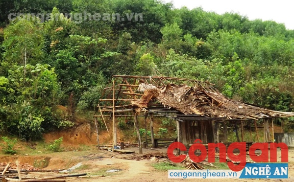 Rừng khoanh nuôi bị chặt phá