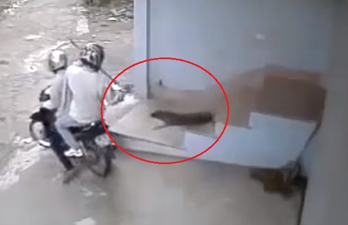 2 'cẩu tặc' mang theo dao kiếm bị bắt