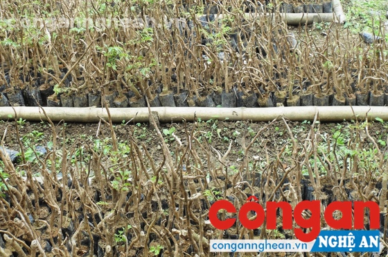 Nghệ An: Dự án trồng cây đinh lăng 'chết yểu'