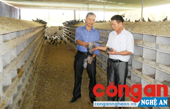 Nuôi bồ câu, thu lãi gần 1 tỉ đồng/năm