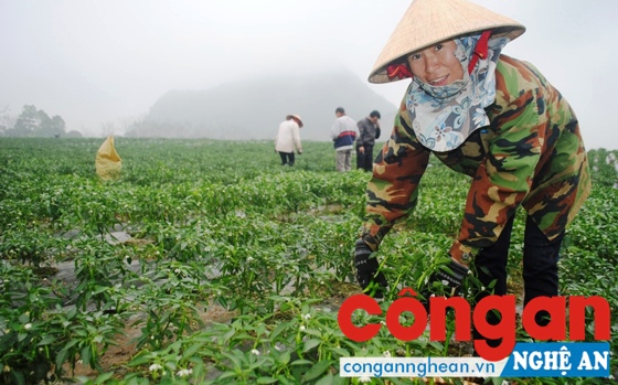 Cần có thêm nhiều chính sách hỗ trợ nông dân để tránh tình trạng “được mùa, mất giá”  