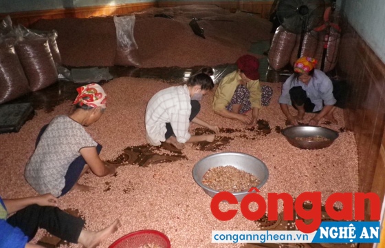 Sản phẩm lạc ở Nghệ An đang mất dần thị phần xuất khẩu