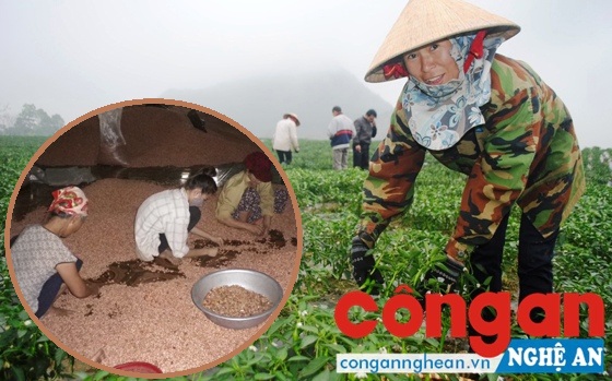 Giải pháp nâng cao giá trị xuất khẩu hàng nông sản