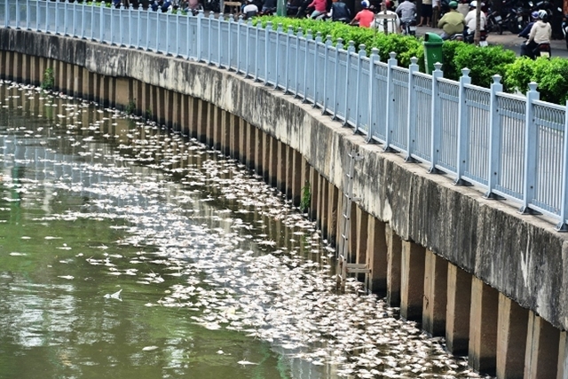 Hơn 70 tấn cá chết trên kênh Nhiêu Lộc - Thị Nghè