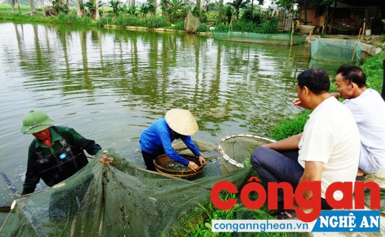 Nhiều mô hình kinh tế trang trại cho thu nhập cao