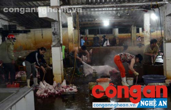 Lò mổ lớn nhất Nghệ An mổ lợn nhiễm chất tạo nạc