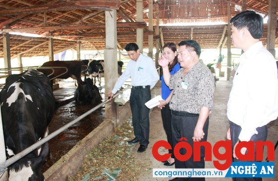 Phong trào nêu gương trong cán bộ, đảng viên được chú trọng (Trong ảnh: Ông Ngô Xuân Nghĩa, Bí thư Đảng ủy xã Nghĩa Đồng, huyện Tân Kỳ kiểm tra mô hình phát triển kinh tế gia trại cho thu nhập cao trên địa bàn)