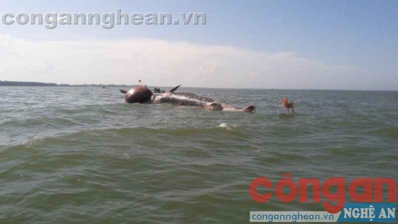 Cận cảnh kéo xác cá voi vào chôn cất