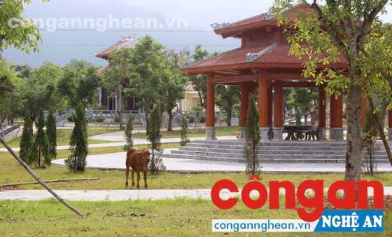 Người dân chăn thả bò trong khuôn viên Khu Di tích