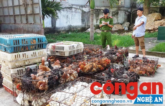 Bắt 5 xe ôtô vận chuyển trứng và gia cầm không rõ nguồn gốc