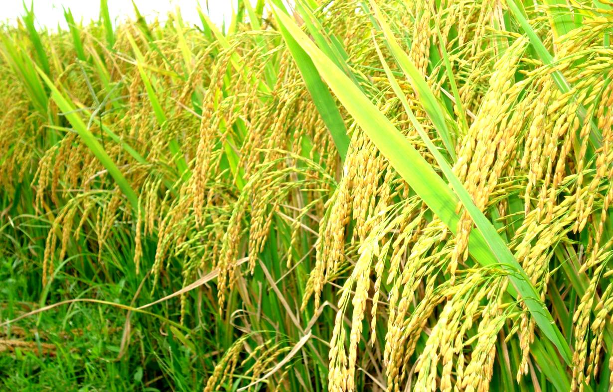 Đổi mới công nghệ chọn tạo giống lúa