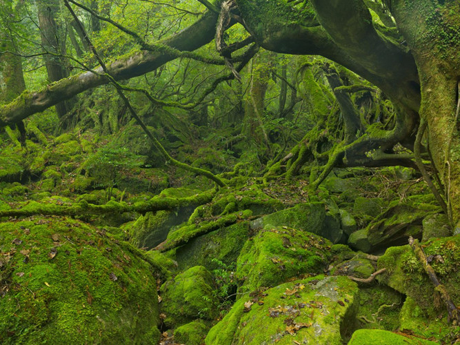 Trong khi hòn đảo cận nhiệt đới Yakushima từ lâu đã được người Nhật rất ưa chuộng, nó chỉ mới bắt đầu có được sự chú ý của du khách.