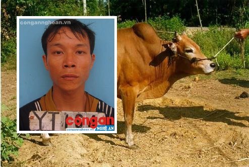 Bị bắt khi dắt bò trộm được đi bán