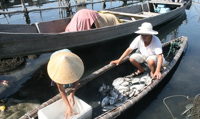 Người dân xã Hải Dương vớt cá đưa vào bờ trong sáng 14-7.